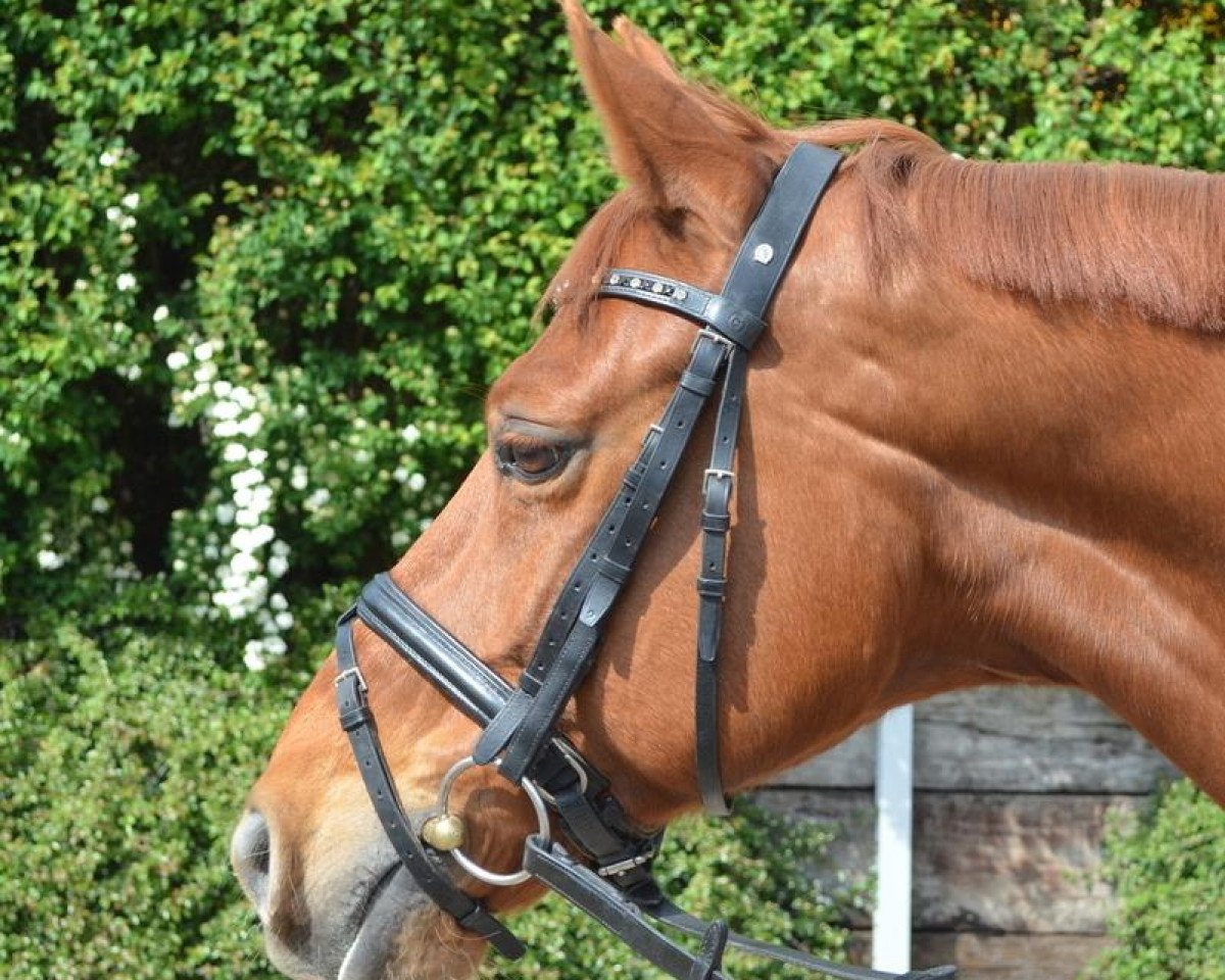 dressage horse Lorentino Lamieres (Hanoverian, 2002, from Londonderry)