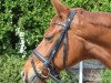 dressage horse Lorentino Lamieres (Hanoverian, 2002, from Londonderry)