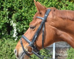 dressage horse Lorentino Lamieres (Hanoverian, 2002, from Londonderry)