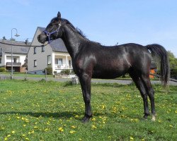 jumper Ramiro (Arab half breed / Partbred, 2012)