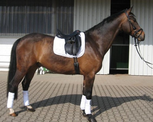 dressage horse Rocky Star S (Westphalian, 2007, from Rock Forever NRW)