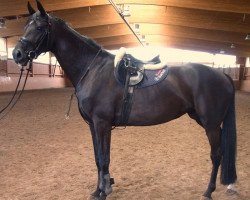 broodmare Countess (Mecklenburg, 2009, from Count Up)