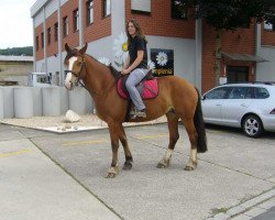 broodmare Nahla (Freiberger, 2008, from Nicolo CH)