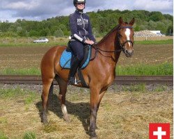 broodmare Baladine (Freiberger, 2010, from Hermitage)