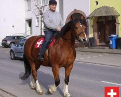 broodmare Hanni (Freiberger, 2003, from Hollywood)