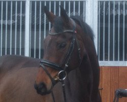 dressage horse Fame of Glory (Hanoverian, 2009, from Fidertanz)