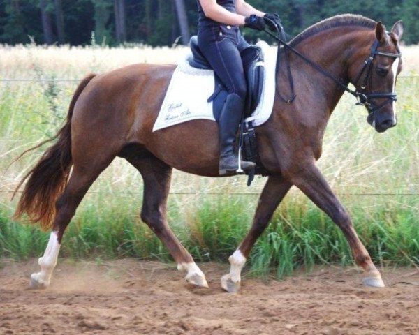 broodmare Nephertiti 2 (Freiberger, 2010, from Don Fenaco)