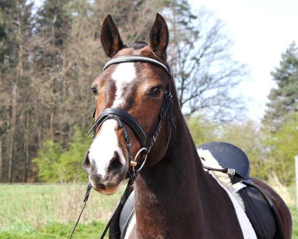 broodmare Coquine (Freiberger, 2007, from Don Flamingo)