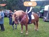 dressage horse Nora 380 (South German draft horse, 2001)