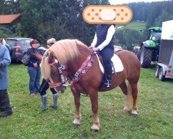 dressage horse Nora 380 (South German draft horse, 2001)