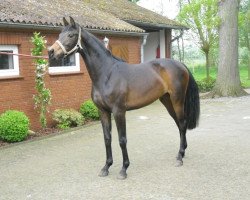 broodmare First Diamond (Westphalian, 2012, from Franziskus FRH)