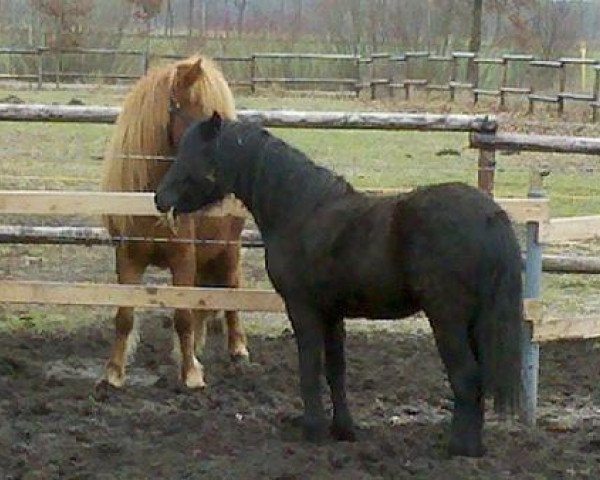 Springpferd Black Jack (Dartmoor-Pony, 2011)