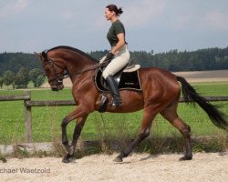 dressage horse Donausymphonie (Trakehner, 2005, from Shavalou)