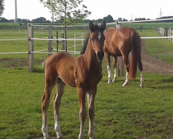 dressage horse Westfale (Westphalian, 2014, from Grey Flanell)