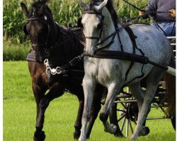 horse Rocky/Willetta (Mecklenburg, 2008, from Winddancer)