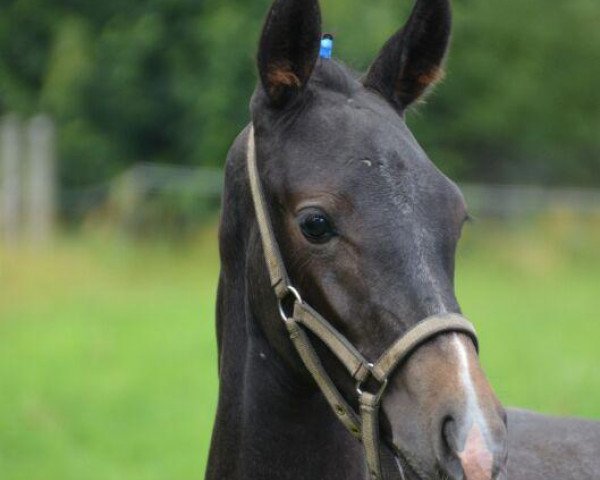 dressage horse Tabasco (German Sport Horse, 2013)