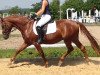 jumper Delano 91 (German Riding Pony, 2010, from DSP de Long)