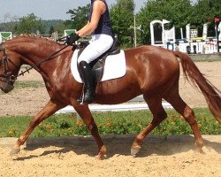 jumper Delano 91 (German Riding Pony, 2010, from DSP de Long)