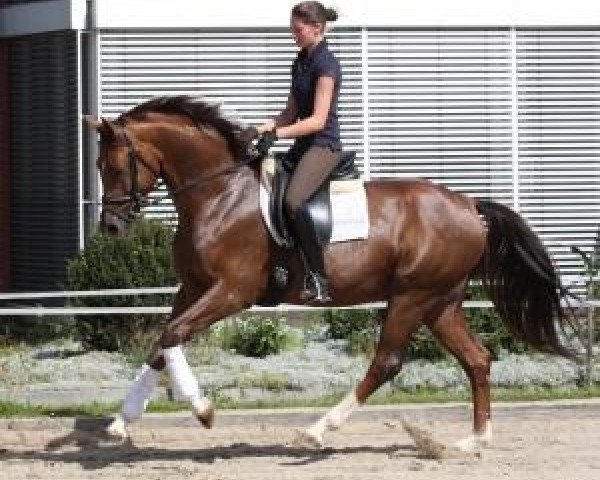 dressage horse Wallach von Jazz Rubin (Oldenburg, 2007, from Jazz Rubin)