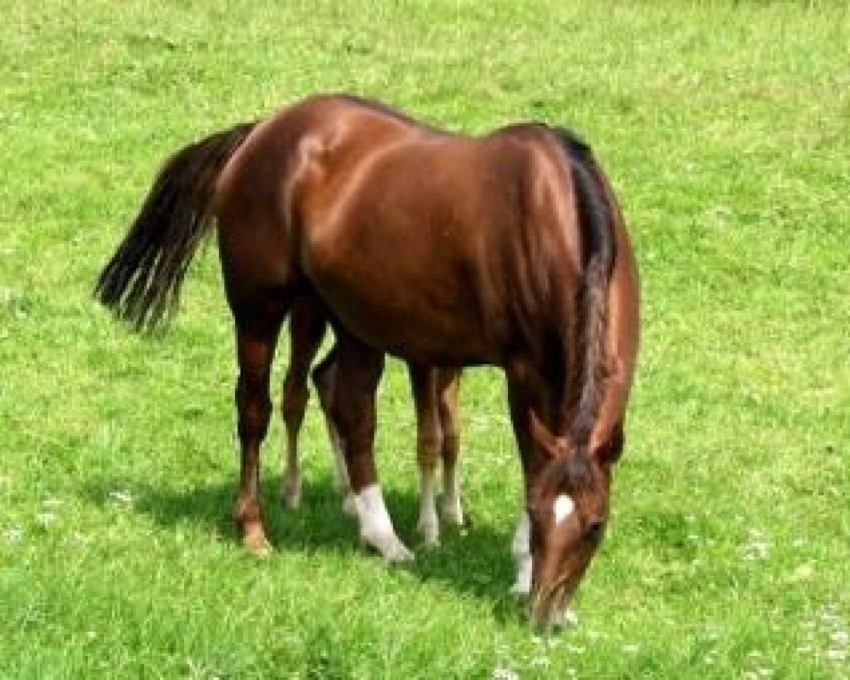 broodmare Dream Time (Württemberger, 1995, from Don Primero)