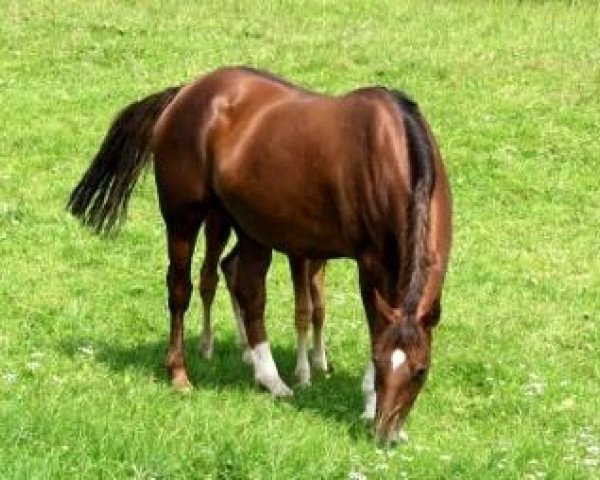 broodmare Dream Time (Württemberger, 1995, from Don Primero)