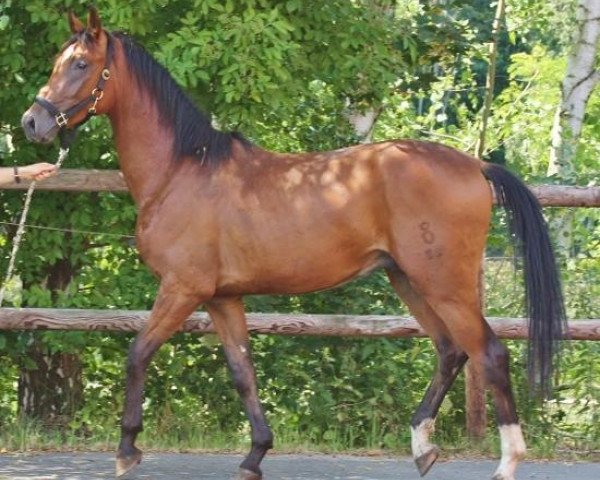 stallion Hengst von Dr. Jackson (Oldenburg, 2011, from Dr. Jackson D)