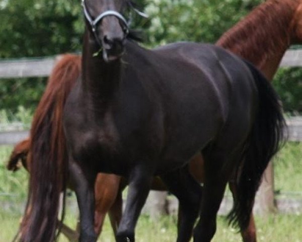 broodmare Sandrina Hit II (Oldenburg, 2003, from Sandro Hit)