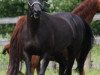 broodmare Sandrina Hit II (Oldenburg, 2003, from Sandro Hit)