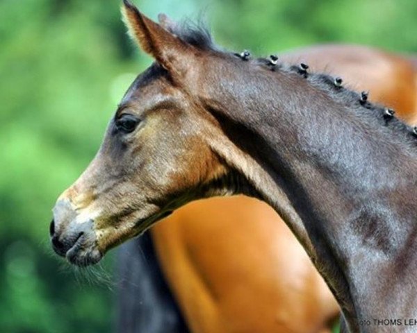 Pferd Jazzberry (Oldenburger, 2014, von Jazzman)