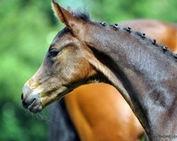 horse Jazzberry (Oldenburg, 2014, from Jazzman)