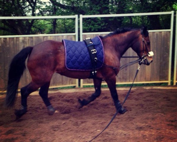 horse Werinza Gwynwyfar (Welsh-Cob (Sek. D), 1997, from Ystraddewi Dominator)