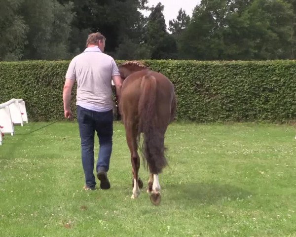 Stutenleistungsprüfung Münster- Handorf