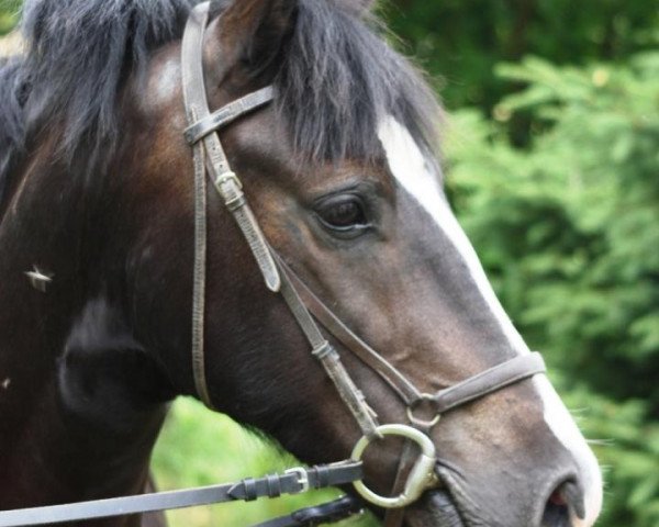 Pferd Kayermerdin Penwyn (Welsh-Cob (Sek. D), 2011, von Bluehaven Penddu)