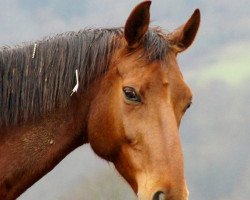 dressage horse Antonio C (KWPN (Royal Dutch Sporthorse), 2005)