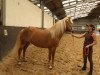 dressage horse Zara (Haflinger, 2010)