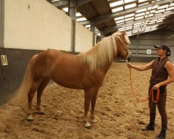 dressage horse Zara (Haflinger, 2010)