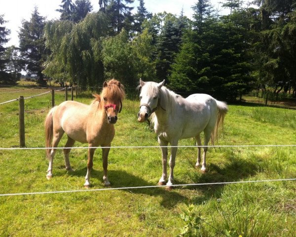 Springpferd Comet (Shetland Pony, 2010)