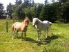 jumper Comet (Shetland Pony, 2010)