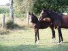 dressage horse Surprise K (Hanoverian, 2014, from Sandro Hit)