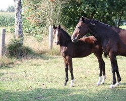 dressage horse Surprise K (Hannoveraner, 2014, from Sandro Hit)