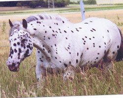 Pferd Solero Elmar (Noriker, 2003)