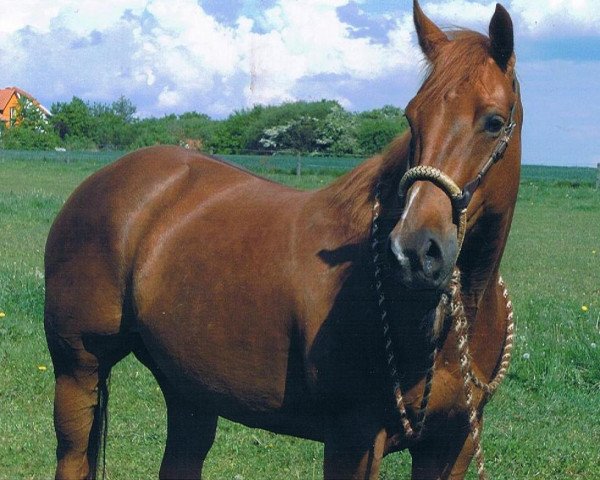 horse Miss Flaming Goll (Quarter Horse, 2008)