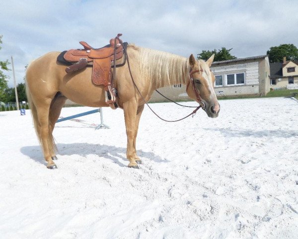 broodmare Mello Yello Lady (Quarter Horse, 2005)