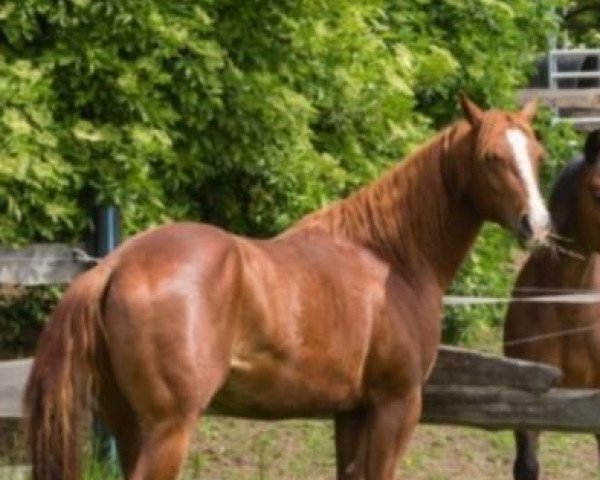 horse Haidas Chico War (Quarter Horse, 2011)