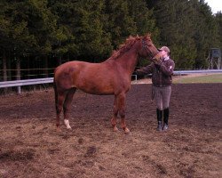 jumper Little Miss Sunshine 30 (German Sport Horse, 2011, from Lord Georg)