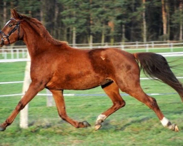 Dressurpferd Sheelana (Deutsches Sportpferd, 2010, von Swarovski)