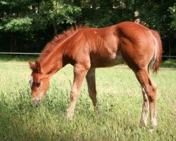 Pferd Quarter Horse (Quarter Horse, 2014, von Wimpys Balito)