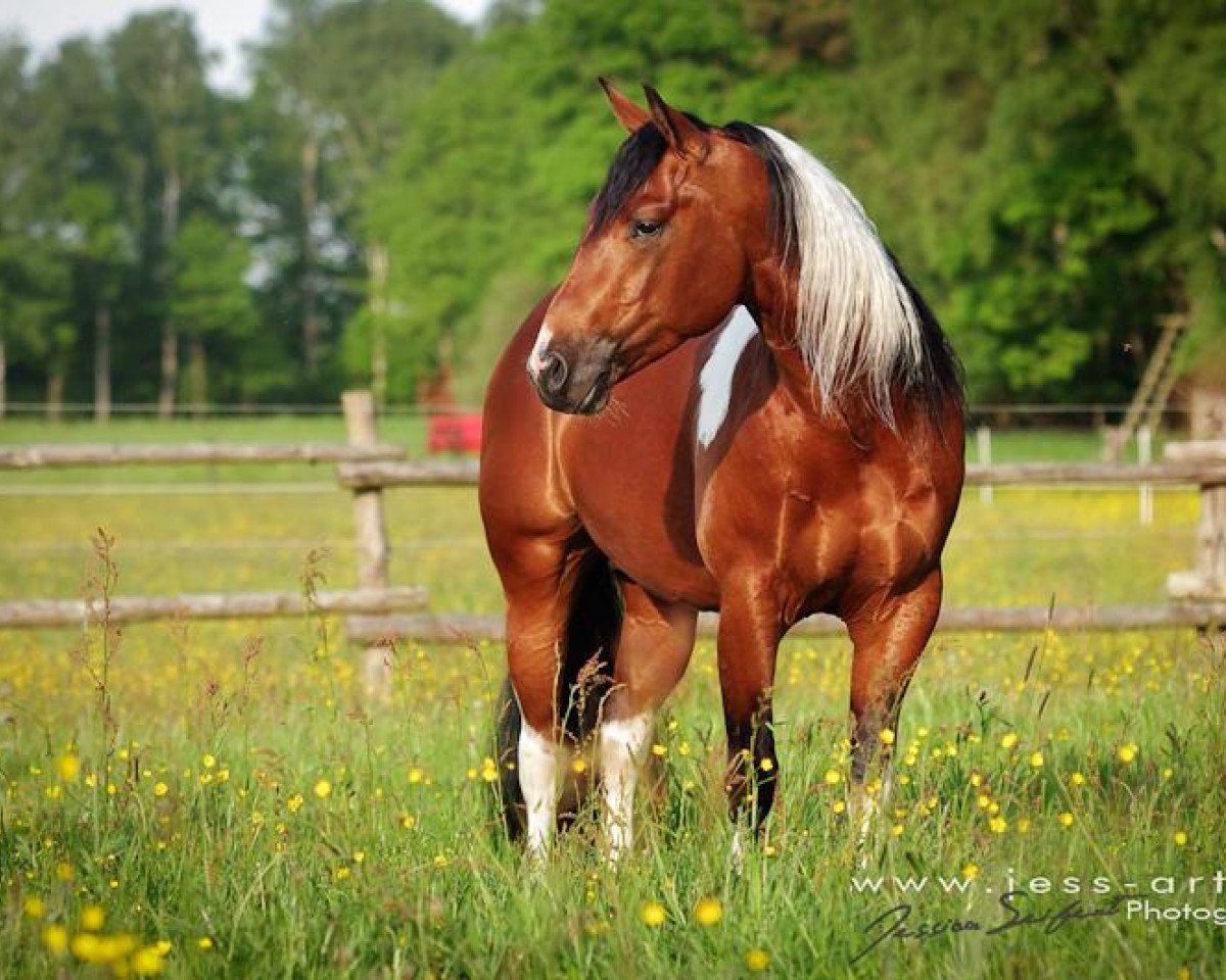 horse A Painted Gay Color (Paint Horse, 2008)