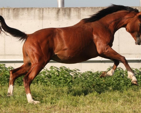 Pferd Ventus (Trakehner, 2012, von Perechlest)