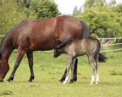 Zuchtstute Lilly April O Curtis (Quarter Horse, 2008, von Hot Smokin Chex)